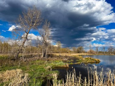 Çıplak ağaçlar, uzun otlar ve dramatik bulutlu bir gökyüzünün altında yansıtıcı bir su yüzeyi olan sakin bir sulak arazi..