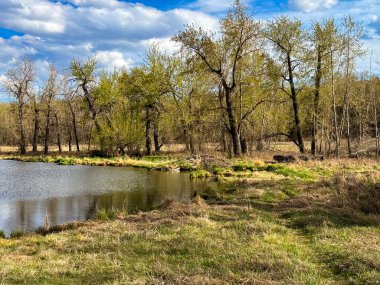 Bereketli yeşil ağaçlar, çimenli kıyılar ve bulutlu bir gökyüzünün altında sakin bir su manzarası..