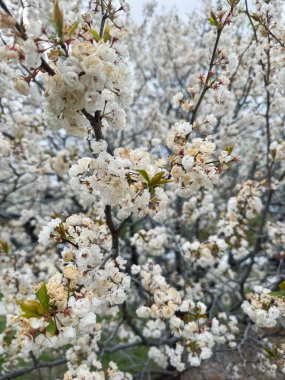 Zarif beyaz kiraz çiçeklerinin serpildiği büyüleyici bir yakın plan. Karmaşık taç yapraklarını ve taze yeşil yapraklarını sergiliyorlar. Yumuşak, bulanık arka plan bahar çiçeklerinin güzelliğini ve kırılganlığını vurgular..