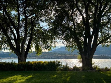 İki büyük ağacın çimlere gölge düşürdüğü, parıldayan suya ve uzak tepelere tepeden bakan huzurlu bir göl manzarası. Güneş ışığı yaprakların arasından süzülerek sakin bir atmosfer yaratır..