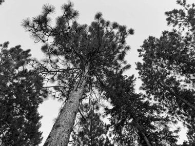 Siyah ve beyaz olarak yükselen çam ağaçlarının dramatik alçak açılı görüntüsü. Karşıtlık ağaç kabuğu ve dalların dokusunu geliştirir. Zamansız ve kasvetli bir orman manzarası yaratır..