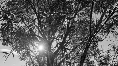 Yoğun ağaç dallarını delip geçen, çarpıcı siluetler ve güçlü bir kontrast yaratan güneş ışığının dramatik siyah ve beyaz görüntüsü..