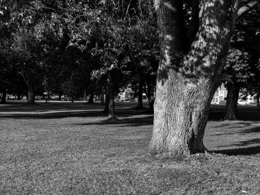 Büyük, olgun ağaçların çimenli bir alanda uzun gölgeler bıraktığı bir parkın tek renkli görüntüsü. Binalar arka planda gün ışığında görülebilir..