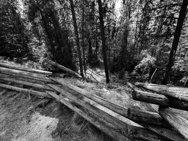 Yoğun ağaçlar ve çeşitli çalılıklar arasında eski ve çökmüş bir ahşap çitin yer aldığı dinamik siyah beyaz bir sahne. Doğanın vahşi, evcilleştirilmemiş yönlerini vurgular.