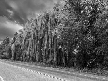Yoğun, sarkık yaprakları gösteren gri tonlu bir resim. Belirgin çizgilerle çevrili sessiz bir yolun kenarındaki uzun ağaçlardan. Dramatik, bulutlu bir gökyüzüne karşı..