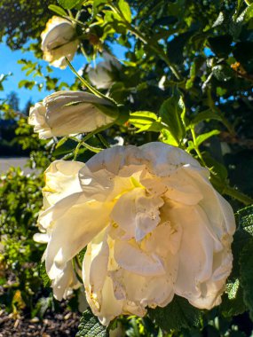 Çiçek açmış güzel beyaz bir gülün yakın çekimi, altın güneş ışığıyla yıkanmış, arka planda yeşil yapraklar ve mavi gökyüzü..