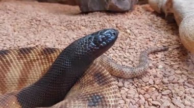 Siyah başlı piton yılanı videosu. 