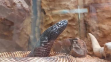 Siyah başlı piton yılanı videosu. 