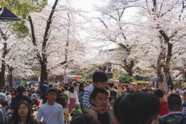view of beautiful blossoming sakura in Japan