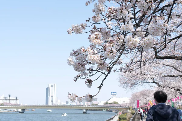 View Beautiful Blossoming Sakura Japan — 图库照片