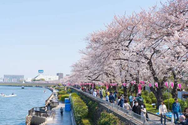 View Beautiful Blossoming Sakura Japan —  Fotos de Stock
