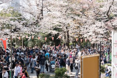 view of beautiful blossoming sakura in Japan