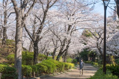 view of beautiful blossoming sakura in Japan