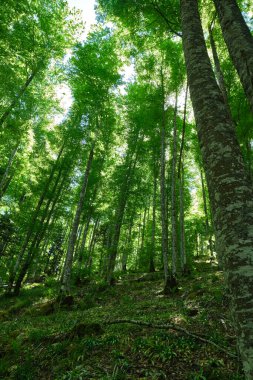 Irati ormanındaki kayın ormanı, Navarra, İspanya