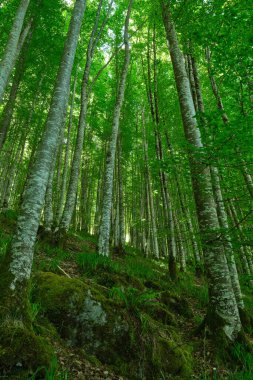 Irati ormanındaki kayın ormanı, Navarra, İspanya