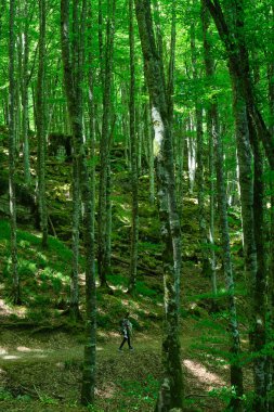 Irati ormanındaki kayın ormanı, Navarra, İspanya