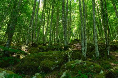 Irati ormanındaki kayın ormanı, Navarra, İspanya
