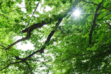 Irati ormanındaki kayın ormanı, Navarra, İspanya
