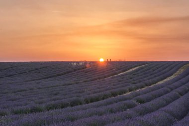 Lavender field in bloom at sunset. Provence, France