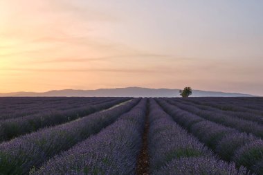 Gün batımında açan lavanta tarlası. Provence, Fransa