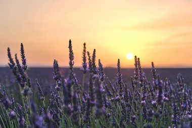 Güneş ufukta batarken, gün batımında açan lavantanın yakın çekimi. Provence, Fransa