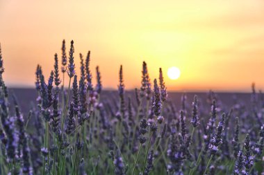 Güneş ufukta batarken, gün batımında açan lavantanın yakın çekimi. Provence, Fransa