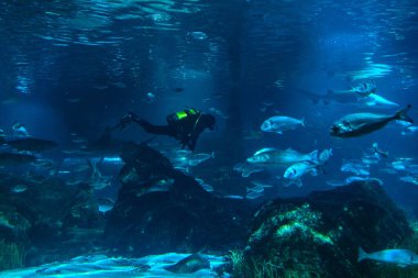 Barselona akvaryumunda köpekbalıkları ve diğer balık türleri arasında yüzen dalgıç