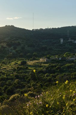 Terk edilmiş bir bina ve Saint Jeronimo de la murta manastırı ile ön planda çiçek açan yabani çiçekler Serralada marinası doğal parkında huzur verici bir manzara yaratıyor...