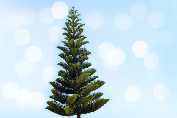 Isolated Pine Araucaria Heterophylla Blue Background Bokeh — Stock Photo, Image