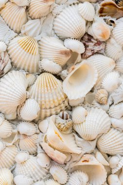 Kabukların ve küçük beyaz deniz kabuklarının arka planı