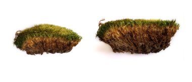 Yeşil orman, beyaz izole edilmiş arka planda doğal yosun..