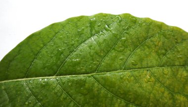 Su damlalı yeşil yaprak