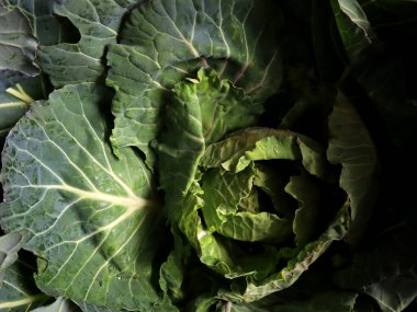 Cabbage 'ın yakın plan fotoğrafı. Sebze arka planı
