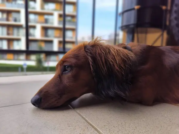 stock image Close up of small brown long hair dachshund dog lying alone on the balcony