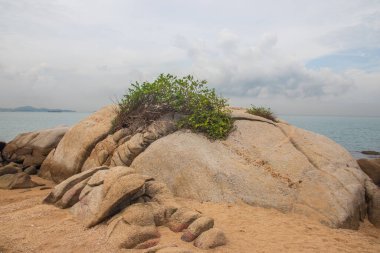 Kayalar, kum, bitkiler, sahil ve deniz bir tatil cennetinde