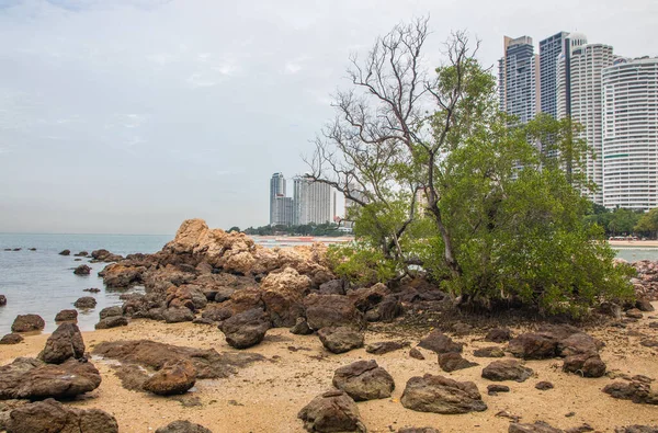 Kayalar Kum Bitkiler Sahil Deniz Bir Tatil Cennetinde — Stok fotoğraf