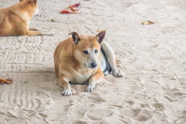 Kumsalda bir Tayland Sokak Köpeği