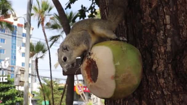 灰色の毛皮を持つリスは 木の上にある若い緑のココナッツを食べる — ストック動画
