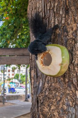 Siyah kürklü bir sincap Tayland Asya 'da bir ağaçtaki yeşil hindistan cevizini yer.