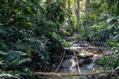 Kuang Si Şelalesi, Güneydoğu Asya ülkesi Laos 'ta, Luang Prabang' ın 30 km güneyinde yer almaktadır.