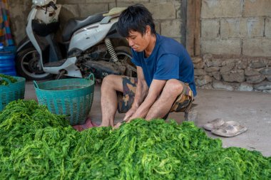 Luang Prabang, Laos Asia yakınlarındaki bir köyde tatlı su yeşil yosunları, sarımsak, sebze ve susam tohumlarından yapılan bir Laos aperatifi olan Kai Pen 'in üretimi