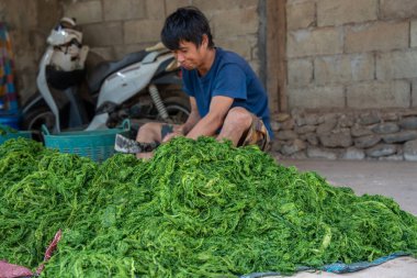 Luang Prabang, Laos Asia yakınlarındaki bir köyde tatlı su yeşil yosunları, sarımsak, sebze ve susam tohumlarından yapılan bir Laos aperatifi olan Kai Pen 'in üretimi