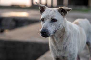 Tayland Sokak Köpeği Tayland 'da Naklua Bölgesi Chittaphawan Keşiş Koleji' nde.