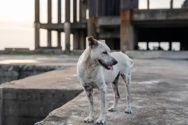 A Thai Street Dog at the The Ocean Sanctuary Chittaphawan Monks College of Naklua District Chonburi in Thailand Asia