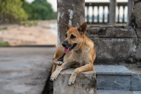 A Thai Street Dog at the The Ocean Sanctuary Chittaphawan Monks College of Naklua District Chonburi in Thailand Asia