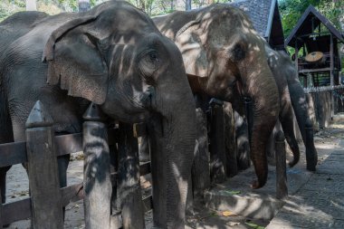Luang Prabang, Güneydoğu Asya 'da çekilmiş bir Asya fili portresi..