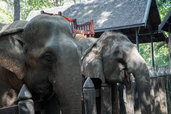 Luang Prabang, Güneydoğu Asya 'da çekilmiş bir Asya fili portresi..