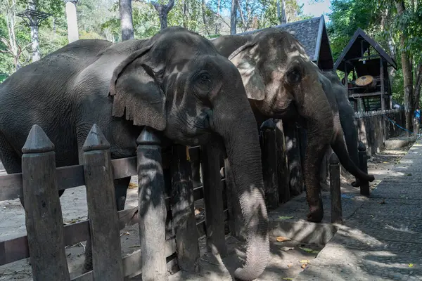 Luang Prabang, Güneydoğu Asya 'da çekilmiş bir Asya fili portresi..