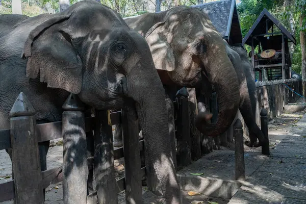 Luang Prabang, Güneydoğu Asya 'da çekilmiş bir Asya fili portresi..