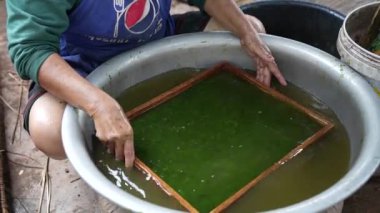 Luang Prabang, Laos Asia yakınlarındaki bir köyde tatlı su yeşil yosunları, sarımsak, sebze ve susam tohumlarından yapılan bir Laos aperatifi olan Kai Pen 'in üretimi 